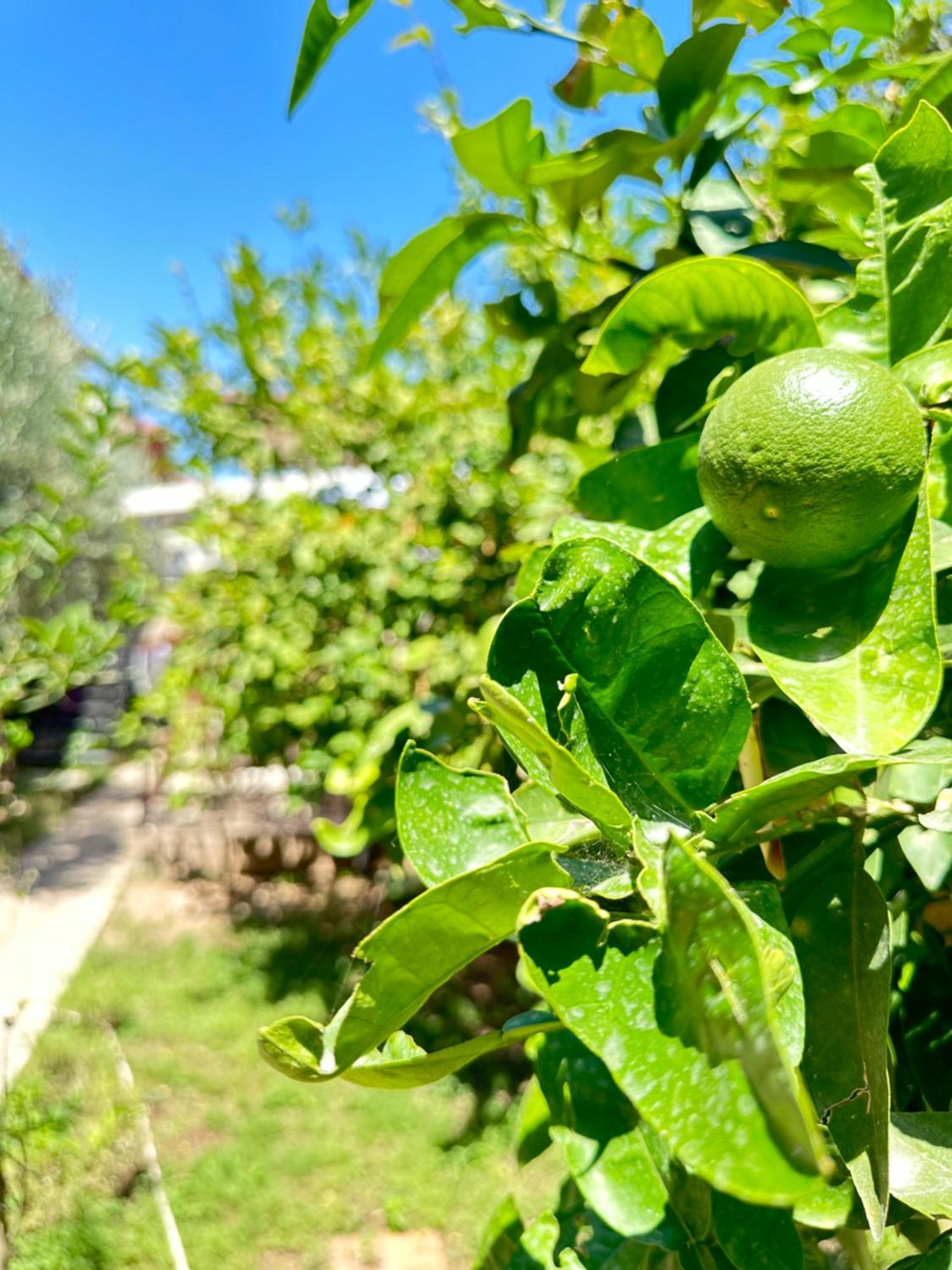 הוילה Kaleici Aparts אנטליה מראה חיצוני תמונה